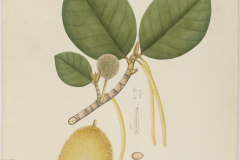 Plant-Illustration-of-Wild-Jack-fruit