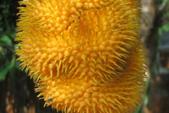 Ripe-fruits-of-Wild-Jack-fruit