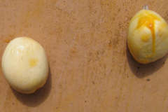 Seeds-of-Wild-Jack-fruit