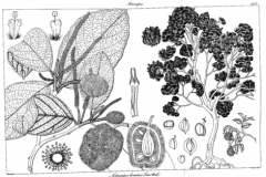 Sketch-of-Wild-Jack-fruit