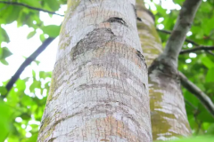 Trunk-of-Wild-Jack-fruit