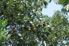 Unripe-Wild-Jack-fruits-in-a-tree