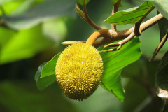 Unripe-fruit-of-Wild-Jack-fruit