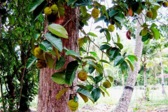 Wild-Jack-fruit-plant