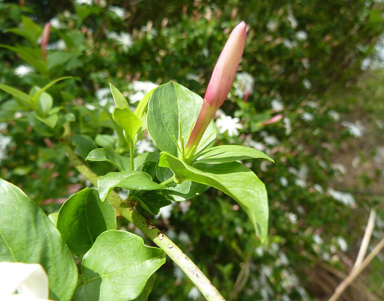 Flowering-buds-of-Wild-jasmine
