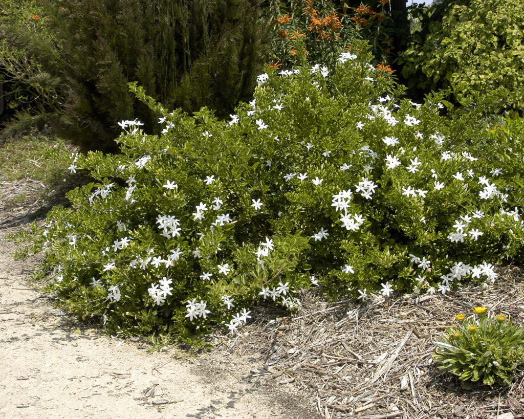 Wild-jasmine-plant