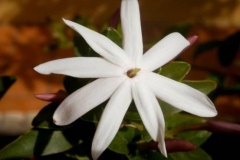 Closer-view-of-flower-of-Wild-jasmine