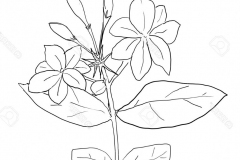 Sketch-of-Wild-jasmine