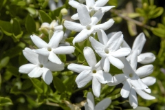 Wild-jasmine-flower