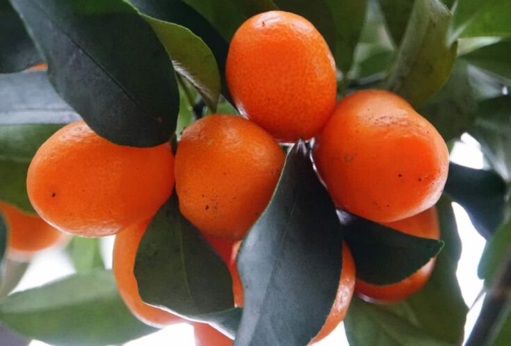 Closer-view-of-fruit-of-Wild-kumquat