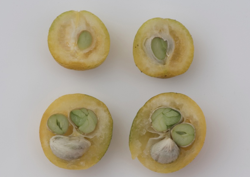 Half-cut-Wild-kumquat-fruits-showing-seeds