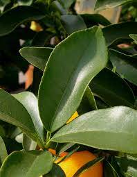 Leaves-of-Wild-kumquat