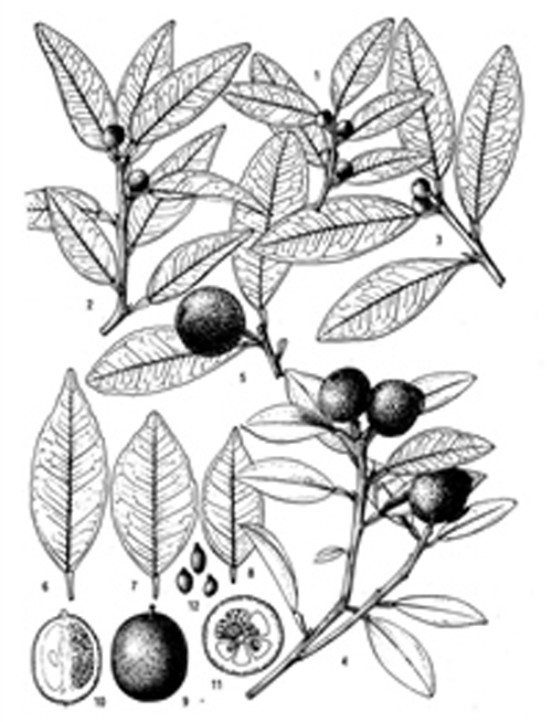 Plant-Illustration-of-Wild-kumquat