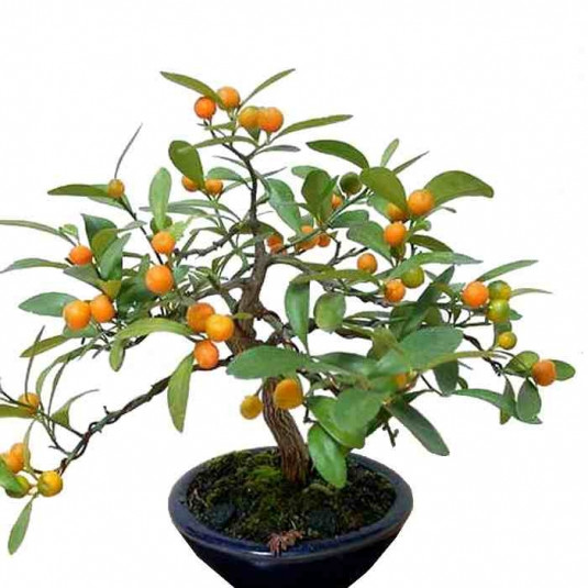Wild-kumquat-plant-grown-on-pot
