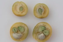 Half-cut-Wild-kumquat-fruits-showing-seeds