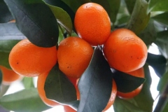 Closer-view-of-fruit-of-Wild-kumquat