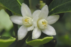 Flower-of-Wild-kumquat