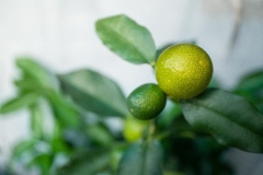 Immature-fruits-of-Wild-kumquat