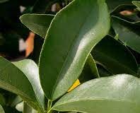 Leaves-of-Wild-kumquat