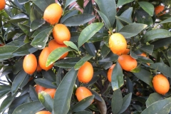 Ripe-fruits-of-Wild-kumquat