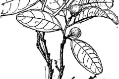 Sketch-of-Wild-kumquat