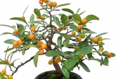 Wild-kumquat-plant-grown-on-pot