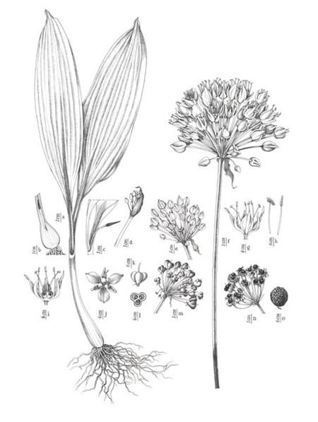 Plant-illustration-of-Wild-Leek