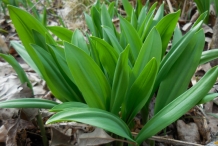 Leaves-of-Wild-Leek