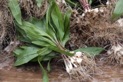 Bunch-of-Wild-Leeks