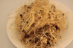 Dehydrated-wild-leek-roots