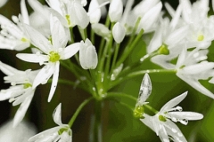 Flowers-of-Wild-Leek