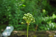 Immature-fruits-of-Wild-Leek