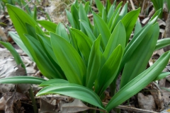 Leaves-of-Wild-Leek