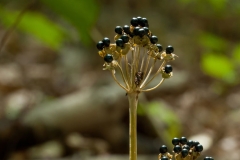 Mature-fruits-of-Wild-Leek