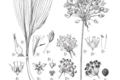 Plant-illustration-of-Wild-Leek