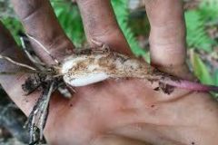 Root-nodule-or-rhizome,-and-the-bulb-of-WIld-Leek