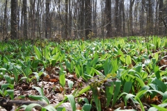 Wild-Leek-growing-wild