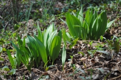 Wild-Leek-plant