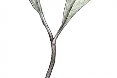 Wild_Leek-sketch