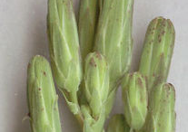 Buds-of--Wild-Lettuce-plant