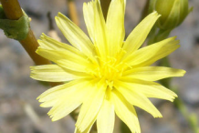 Flower-of-Wild-Lettuce