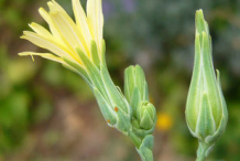 Flowering-bud-of-Wild-Lettuce
