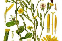 Illustration-of--Wild-Lettuce-plant