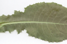 Lower-Cauline-leaf-of--Wild-Lettuce