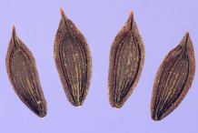Seeds-of--Wild-Lettuce-plant