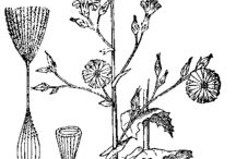 Sketch-of--Wild-Lettuce-plant