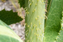 Stem-of--Wild-Lettuce