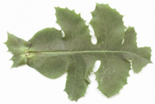 Upper-Cauline-leaf-of--Wild-Lettuce