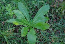Whole-Wild-Lettuce-Plant