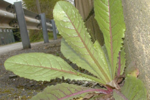 Wild-Lettuce-growing-near-the-road